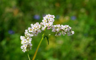 제주 보롬왓 메밀축제