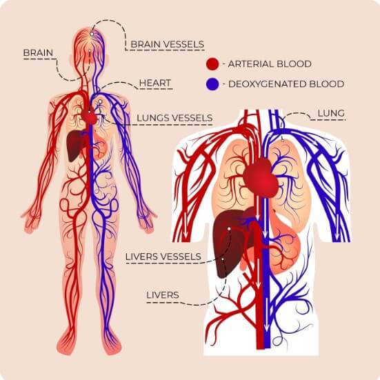사람의 심혈관 상태