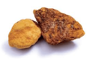 상황버섯 효능02