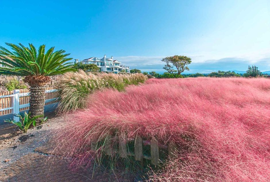 10월 지역축제 제주 가을 축제 핑크뮬리
