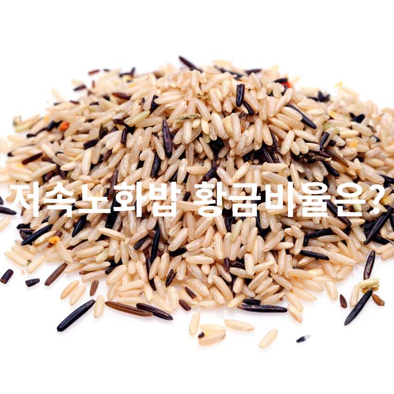 저속노화밥 효과와 저속노화밥 황금비율 공개! 