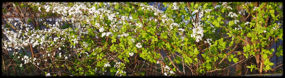 이팝·조팝나무: 봄마다 느껴보는 이팝·조팝나무 궁금증이팝·조팝나무: 봄마다 느껴보는 이팝·조팝나무 궁금증
이팝·조팝나무: 봄마다 느껴보는 이팝·조팝나무 궁금증
이팝·조팝나무: 봄마다 느껴보는 이팝·조팝나무 궁금증