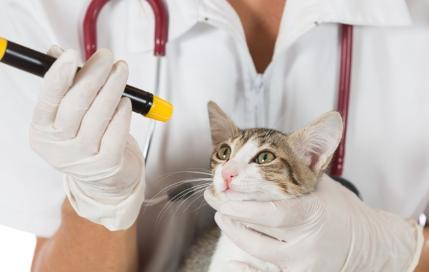 눈 검사를 하는 고양이.