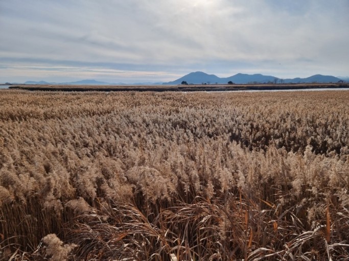 순천만-갈대