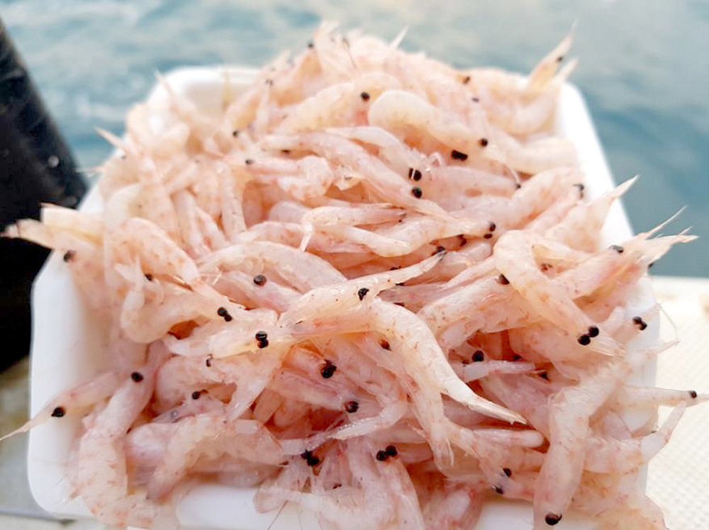 거제도 배낚시 노인과바다