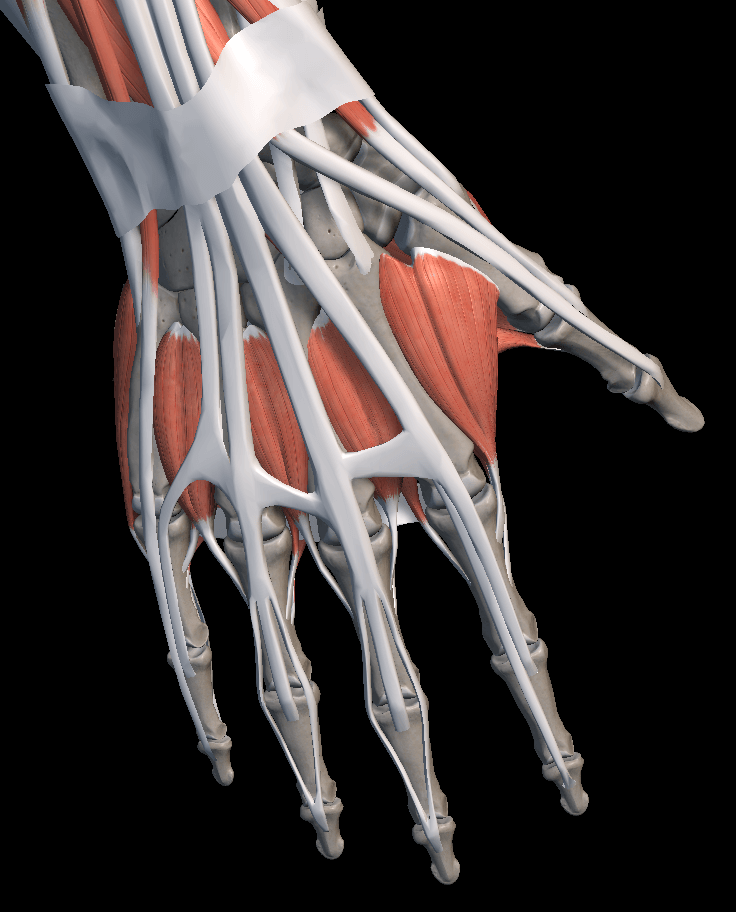 손 해부학 구조