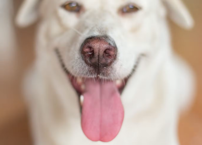 개의 정상적인 군침