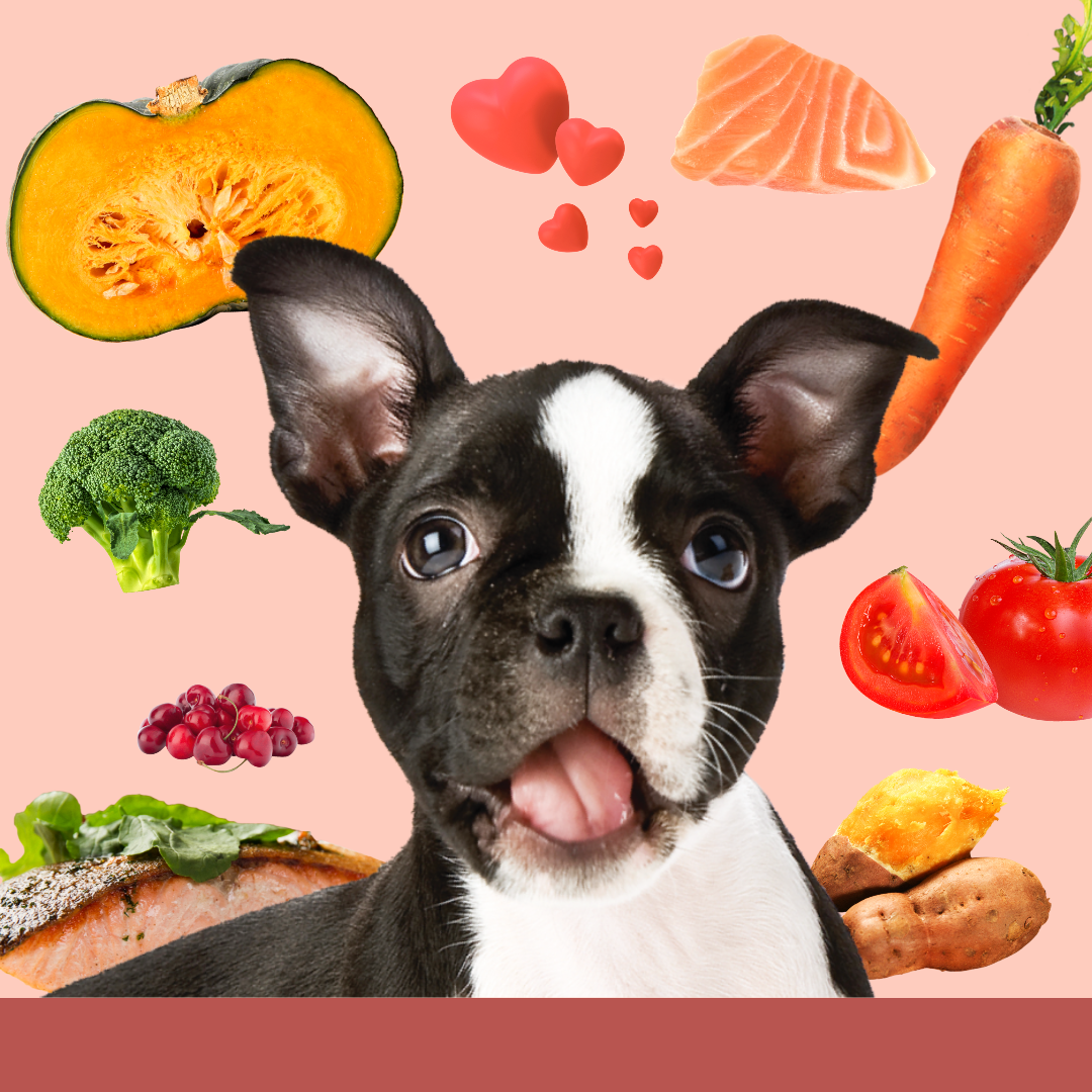 반려견에게 좋은 음식