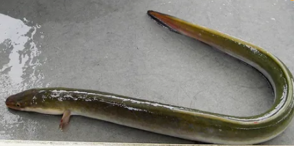 장어 – 지금 먹어도 좋은 보양식