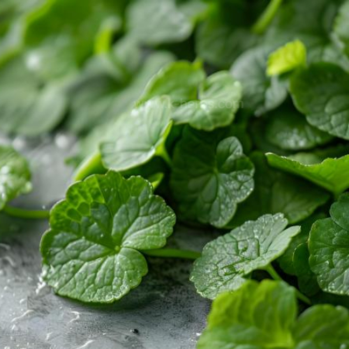 병풀 Centella asiatica