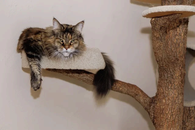 고양이 창밖 보기대 만들기 DIY 가이드와 안전한 설치 방법