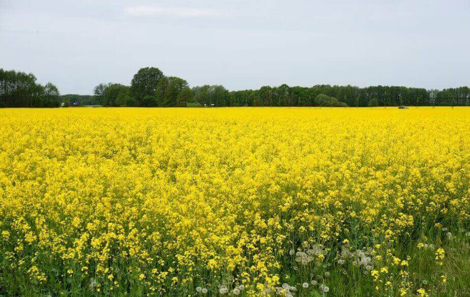 유채꽃 사진입니다.
