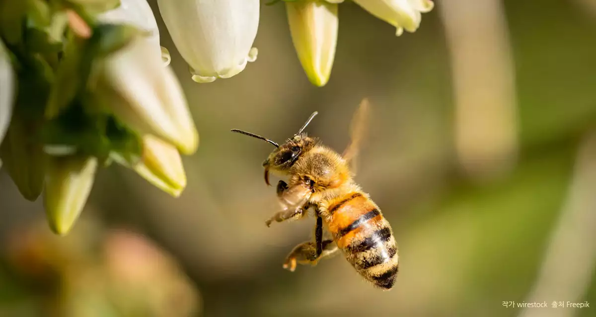 귀엽기까지 한 꿀벌