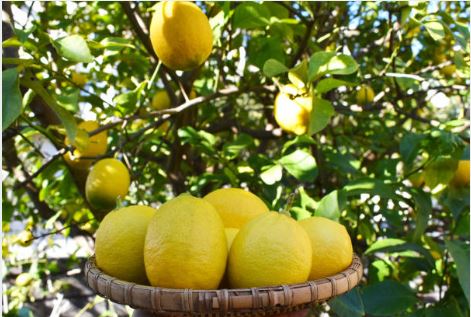 레몬이 달려 있는 나무와 레몬 사진