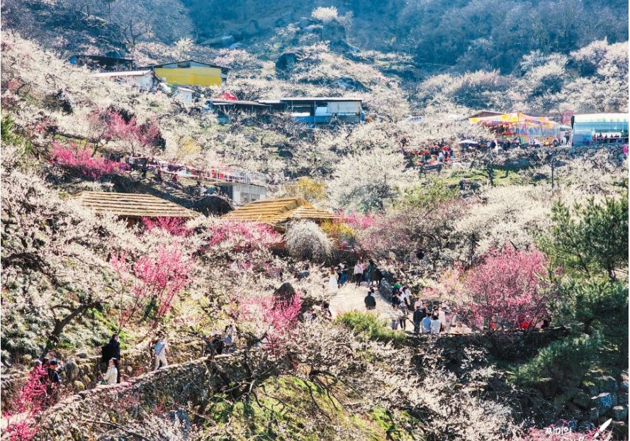 광양 매화축제