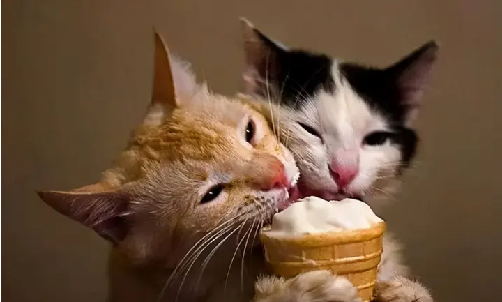 목불식정 - 냐옹아 아이스크림은 먹으면 안돼