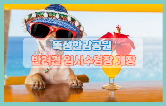 반려견 임시 수영장 개장