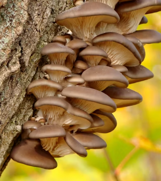 비타민D 많은 음식