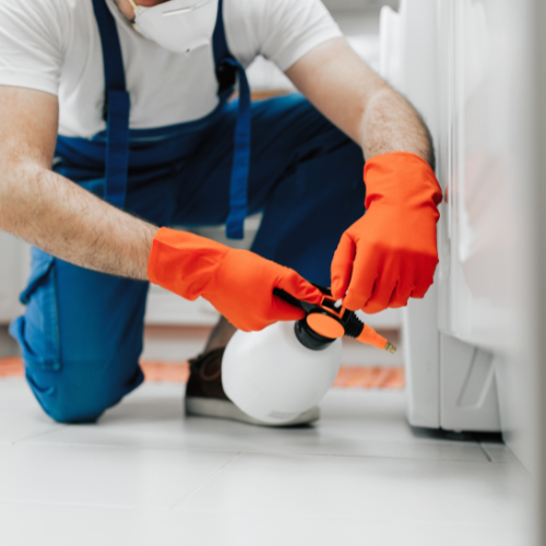 바퀴벌레 퇴치방법 4가지