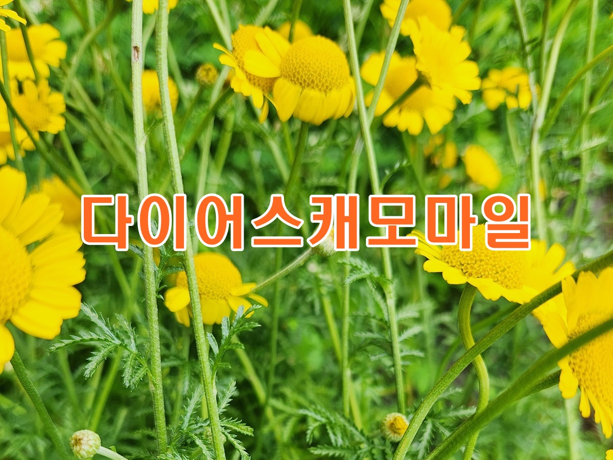 다이어스캐모마일