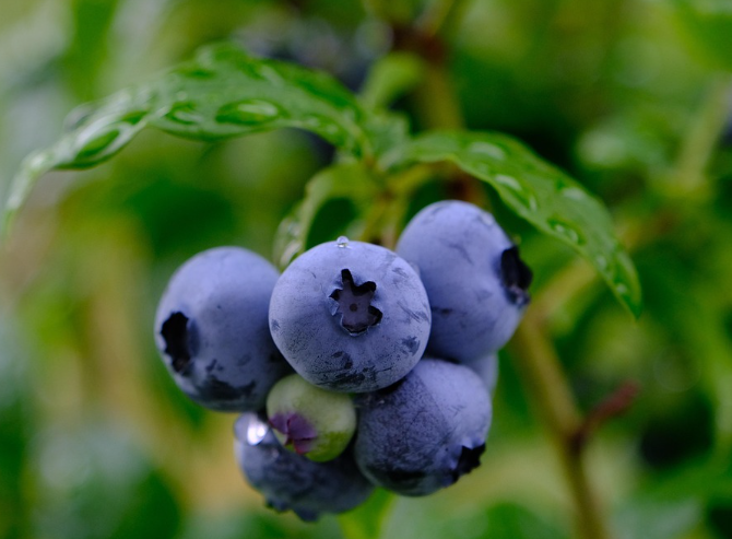 블루베리의 모습