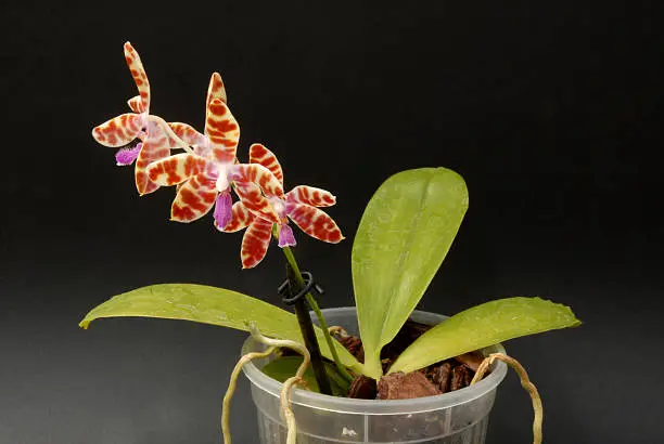 2025 전국 새우란축제 일정 코스 총정리