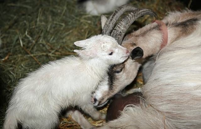 배양육 산업을 위한 규제 샌드박스 도입의 필요성