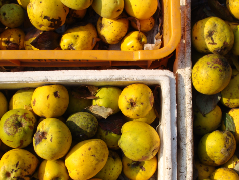 모과청 만드는법