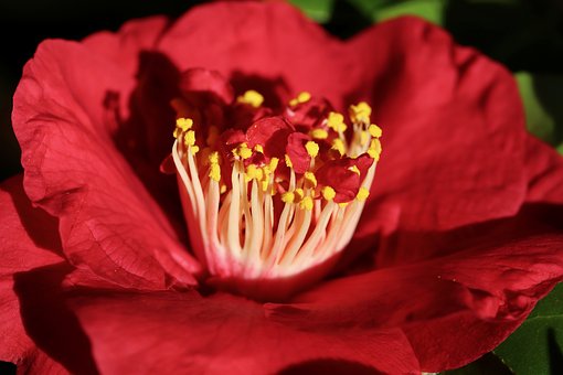 동백꽃 주꾸미 축제