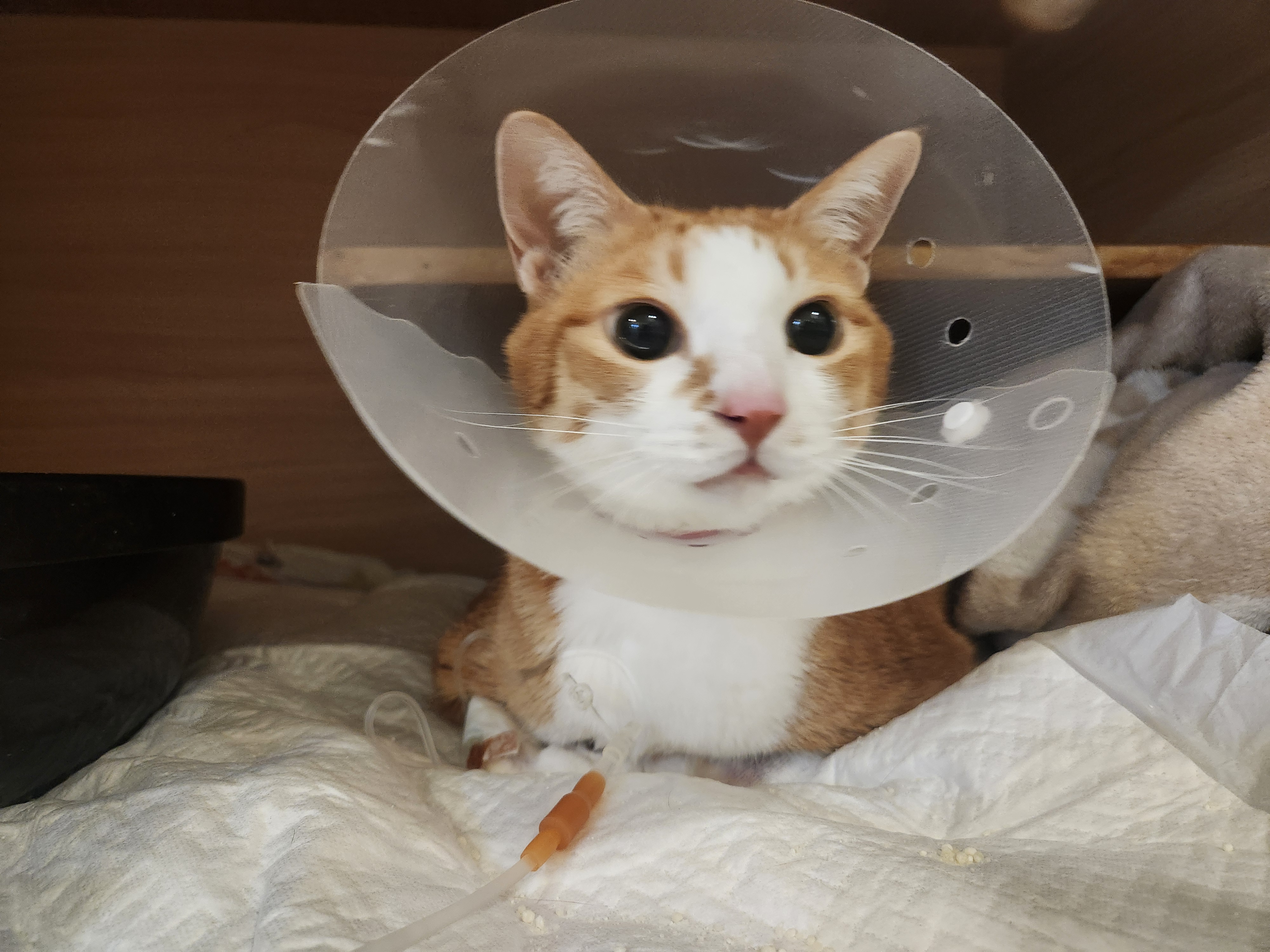 입원중인_호야_10