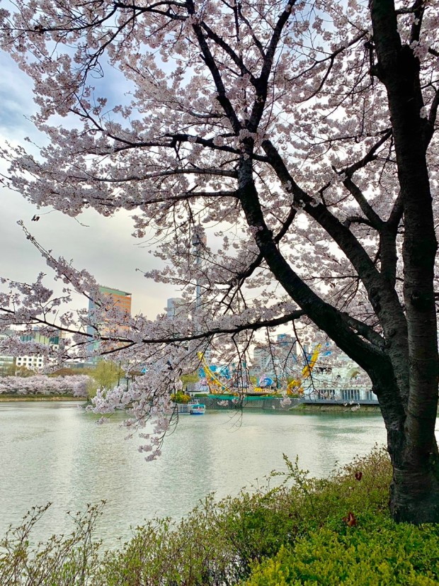 석촌호수 벚꽃 축제