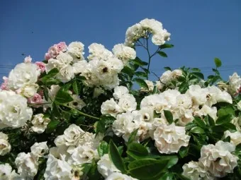 장미 재배 전정 시기 병해 예방 풍성한 개화_11