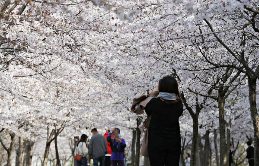 벚꽃 지는 시기 총정리: 지역별 벚꽃 엔딩 일정과 마지막 즐기는 꿀팁!