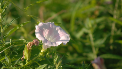 애기메꽃 이미지
