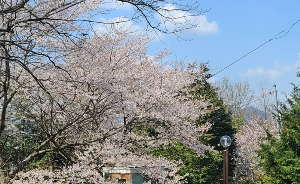 매화꽃이 유명한 여행지