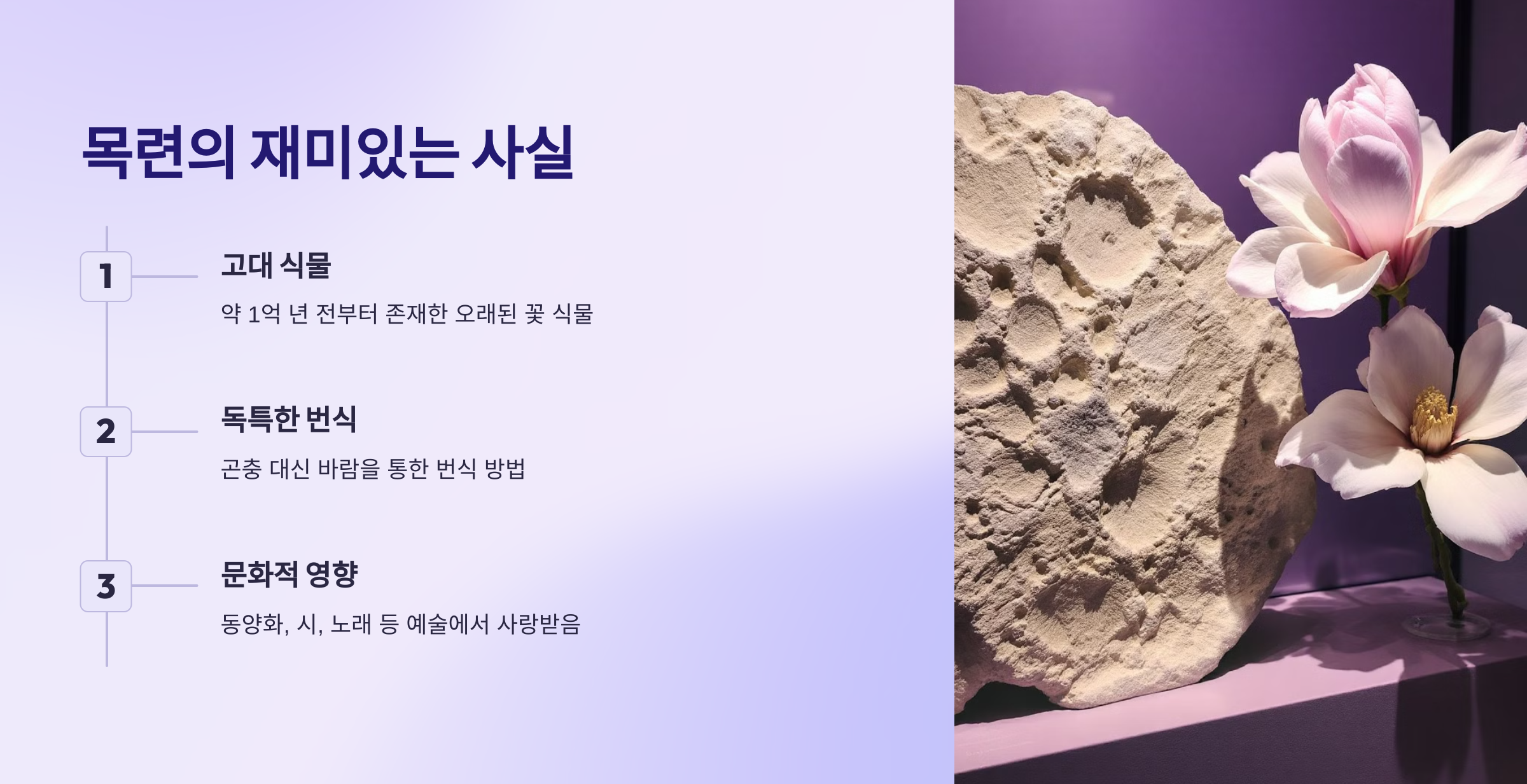 목련 사진