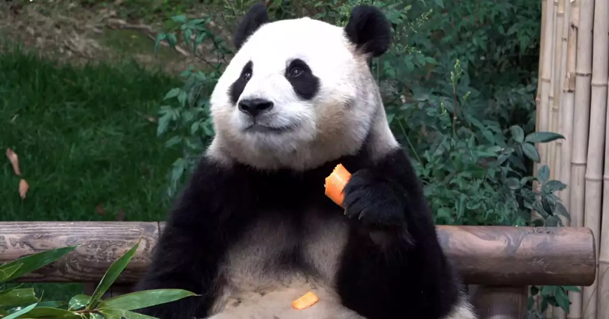 푸바오의 당근 먹방