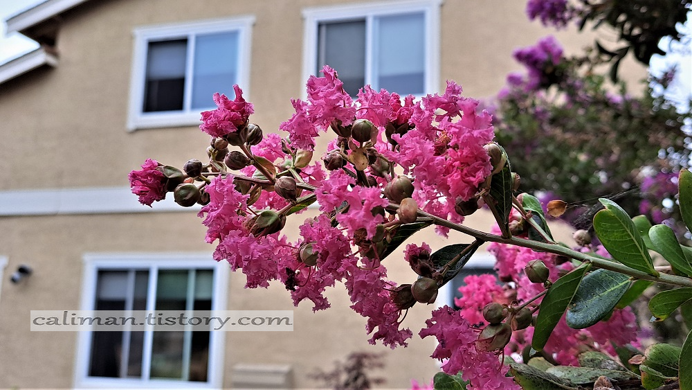 나무(木) 백일홍(Crape Myrtle)