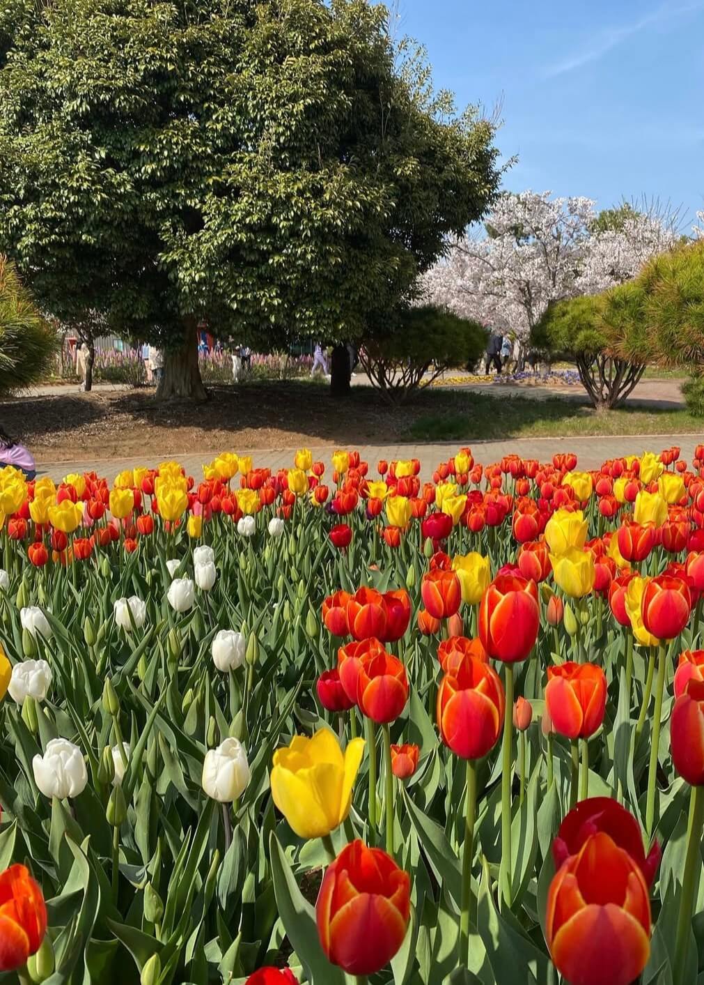 태안 세계튤립박람회 소식 관련사진