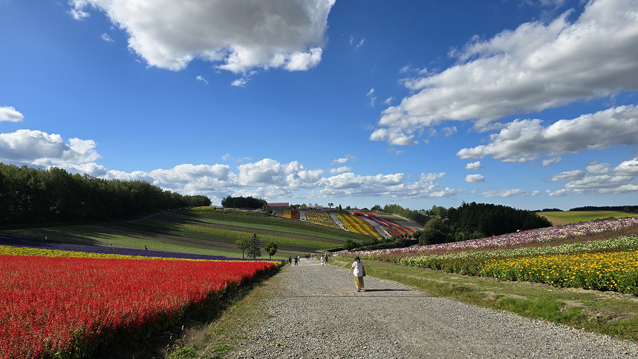 사계채의 언덕 사진