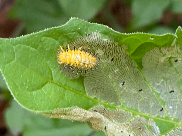큰이십팔점박이무당벌레