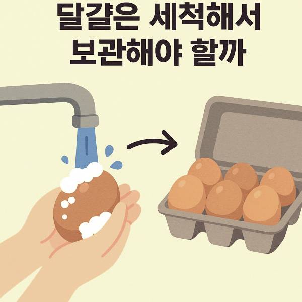 달걀은 세척해서 보관해야 할까?