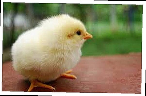 조류독감 관련주