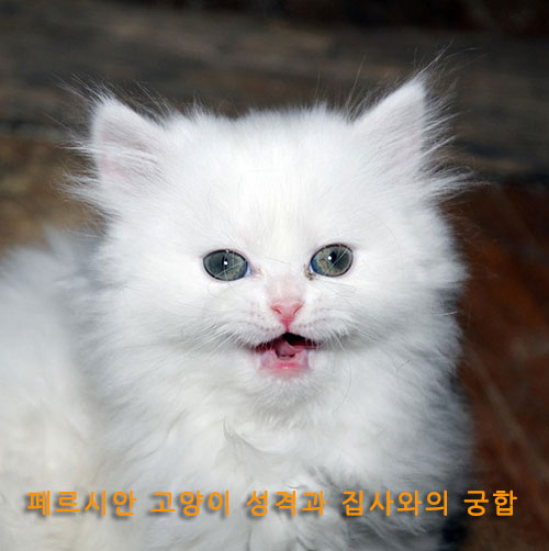 # 페르시안 고양이 성격과 집사와의 궁합

## 우아함 속에 감춰진 온화한 성격, 페르시안 고양이와 함께하는 삶은 어떨까?

페르시안 고양이는 긴 털과 귀족적인 외모로 유명하지만, 사실 그 매력은 성격에서 더욱 빛을 발합니다. 온화하고 차분한 기질을 지녀 &lsquo;고양이 중의 신사&rsquo;라 불리며, 보호자와 깊은 유대감을 형성하는 특징이 있습니다. 이번 글에서는 페르시안 고양이의 성격과 집사와의 궁합을 1600\~1800자 내외로 정리해 보겠습니다.

---

### 온화하고 차분한 기질

페르시안 고양이는 성격이 온화하고 침착합니다. 다른 고양이처럼 과도하게 활발하거나 공격적인 행동을 보이지 않고, 집 안에서 조용히 생활하는 것을 선호합니다. 보호자의 곁에서 느긋하게 시간을 보내며, 안정된 환경에서 편안함을 느끼는 성향이 강합니다. 이런 기질 덕분에 아파트나 실내 위주의 생활 환경에서도 잘 적응할 수 있습니다.

---

### 집사에게 의지하는 애정 표현

페르시안 고양이는 보호자와의 유대감이 깊습니다. 낯선 사람에게는 다소 경계심을 보일 수 있지만, 집사에게는 애교 많고 애정 어린 태도를 보입니다. 무릎 위에 올라와 쉬거나 조용히 곁에 앉아 있는 행동은 페르시안 고양이가 사랑을 표현하는 방식입니다. 크게 소리 내 울지 않고 눈빛과 행동으로 교감을 나누는 모습에서 &lsquo;조용한 동반자&rsquo;라는 인상을 줍니다.

---

### 느긋하고 활동량이 적은 성향

페르시안 고양이는 대체로 활동량이 적고 느긋한 성격을 가지고 있습니다. 뛰어오르거나 활발하게 움직이는 것보다는 평평한 공간에 누워 휴식을 취하는 걸 좋아합니다. 이런 특징은 운동량 관리가 필요한 동시에, 바쁜 생활을 하는 집사에게는 적합할 수 있습니다. 다만 과체중이 되지 않도록 적절한 놀이와 운동을 병행하는 것이 필요합니다.

---

### 독립적이면서도 충직한 태도

페르시안 고양이는 혼자 있는 시간을 즐길 줄 아는 독립적인 성향도 있습니다. 하지만 동시에 집사를 향한 충직함도 지니고 있어, 집사가 귀가했을 때 반가운 눈빛을 보이거나 집 안에서 함께 있는 것만으로 만족해하는 모습을 보입니다. 이처럼 독립심과 충직함이 균형을 이루는 점이 페르시안 고양이의 특별한 매력이라 할 수 있습니다.

---

### 낯가림과 예민한 기질

페르시안 고양이는 낯선 환경이나 새로운 사람에 대해 예민하게 반응할 수 있습니다. 큰 소음이나 갑작스러운 변화에 스트레스를 받을 수 있으므로, 조용하고 안정적인 환경을 제공하는 것이 중요합니다. 집사와의 신뢰 관계가 형성되면 점차 안정감을 찾고, 오히려 예민한 성격이 집사에게 더 의지하는 모습으로 이어지기도 합니다.

---

### 집사와의 궁합

페르시안 고양이는 차분하고 느긋한 생활을 선호하는 사람과 잘 어울립니다. 활동적이고 시끄러운 환경보다는 조용하고 규칙적인 생활을 유지하는 집사와의 궁합이 좋습니다. 또한 애정 표현을 눈에 띄게 하지 않아도 교감을 나누는 보호자와 잘 맞습니다. 바쁜 일상 속에서도 집에 돌아왔을 때 평온한 위로를 줄 수 있는 존재가 바로 페르시안 고양이입니다.

---

### 성격과 궁합 요약

❘ 구분 ❘ 특징 ❘
❘ -- ❘ --------------------------- ❘
❘ 성격 ❘ 온화함, 차분함, 독립적이면서 충직함 ❘
❘ 장점 ❘ 조용한 생활, 집사와 깊은 유대감 ❘
❘ 단점 ❘ 낯가림 심하고 예민한 반응 가능 ❘
❘ 궁합 ❘ 차분한 성향의 집사, 조용한 생활 환경과 잘 맞음 ❘

---

### 결론: 우아한 외모 뒤에 숨겨진 따뜻한 반려묘

페르시안 고양이는 그 화려한 외모만큼이나 깊은 성격적 매력을 지니고 있습니다. 조용하면서도 충직하고, 느긋하면서도 집사에게 애정을 아끼지 않는 성향은 보호자에게 큰 위로와 행복을 줍니다. 다소 예민하고 낯을 가리는 부분이 있지만, 안정적인 환경과 꾸준한 교감을 통해 누구보다 든든한 반려묘로 자리 잡을 수 있습니다. 결국 페르시안 고양이와 함께하는 삶은 우아한 외모에 더해 따뜻한 동반자를 얻는 것과 같습니다.

---

\#페르시안고양이 #페르시안성격 #고양이궁합 #반려묘성격 #조용한고양이 #고양이특징

페르시안고양이, 반려묘궁합, 고양이성격, 긴털고양이특징, 반려묘성향