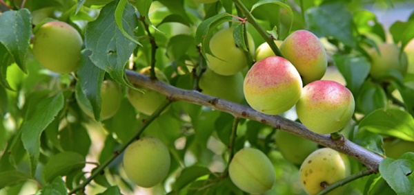 매실 액기스 효능