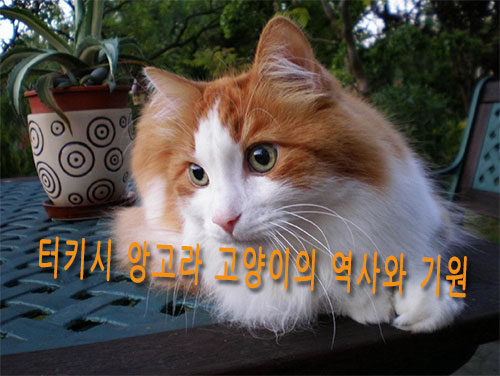 터키시 앙고라 고양이의 역사와 기원