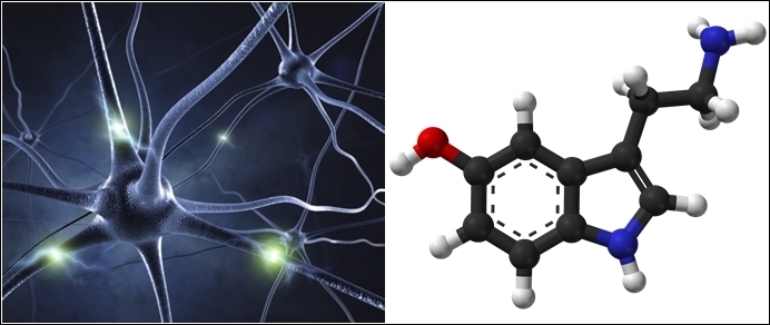 세로토닌