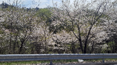 도로변에 만개한 벚꽃