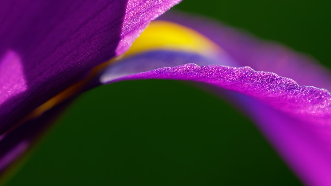 renewal