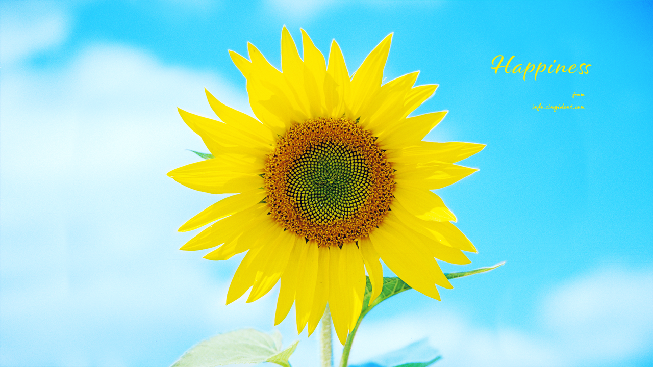 03 해바라기 하늘배경 C - Happiness 돈들어오는배경화면